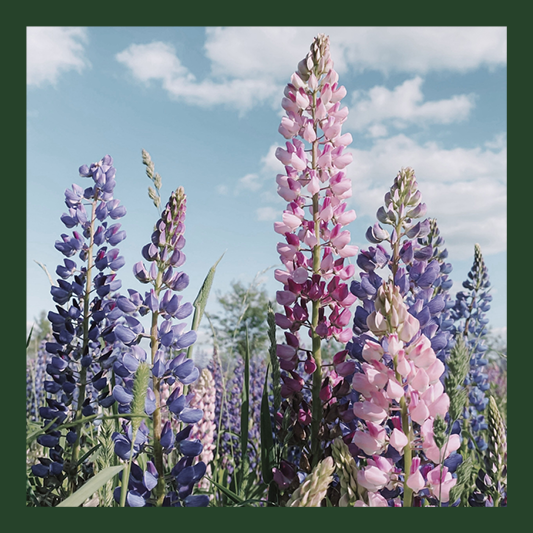 25-CRN-0206-Website5-1